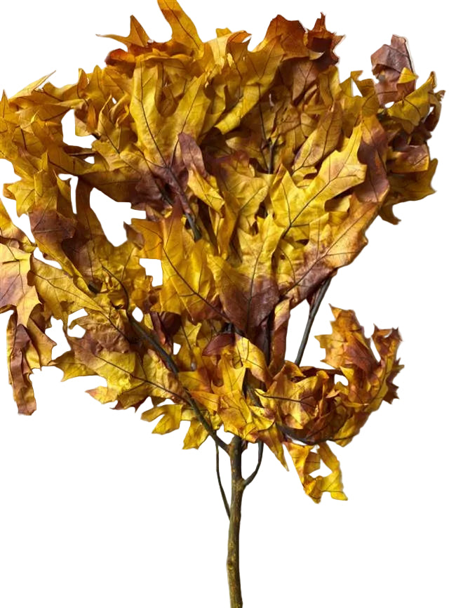 Transparent Oak 1 lb