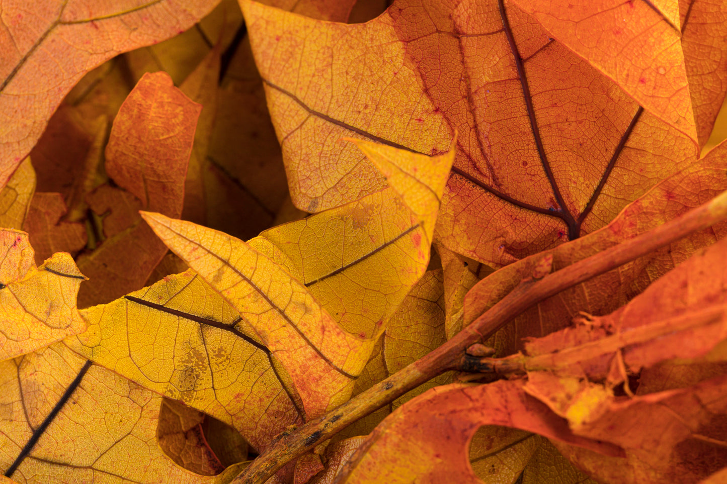 Transparent Oak 1 lb