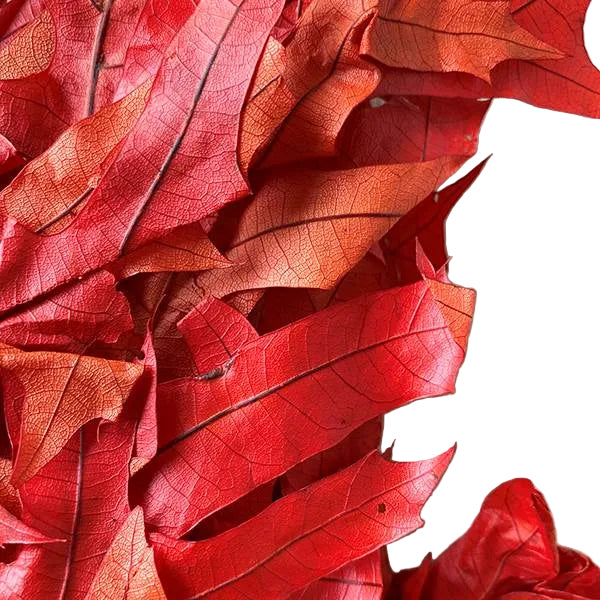 Transparent Oak 1 lb