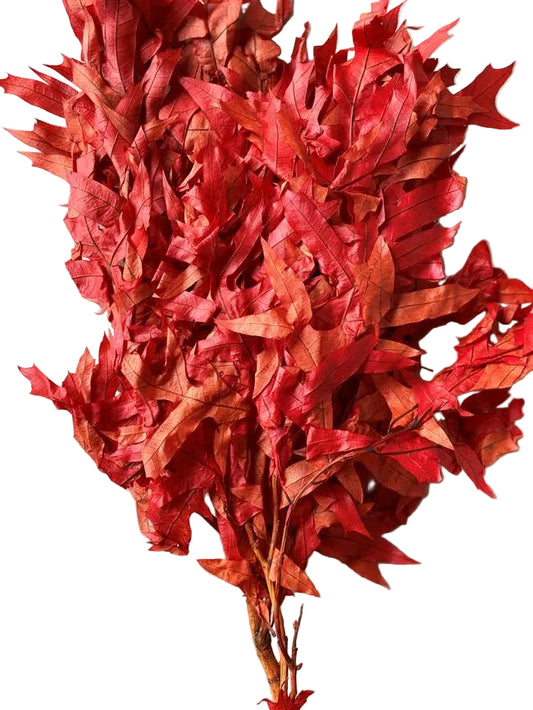 Transparent Oak 1 lb