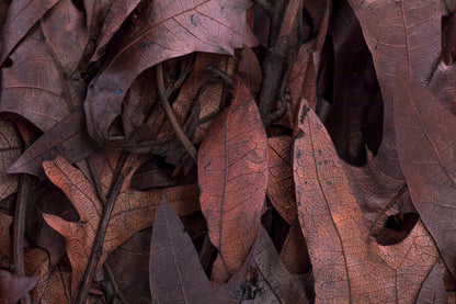 Transparent Oak 1 lb