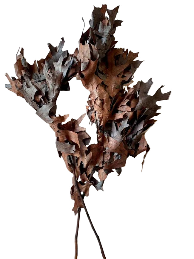 Transparent Oak 1 lb