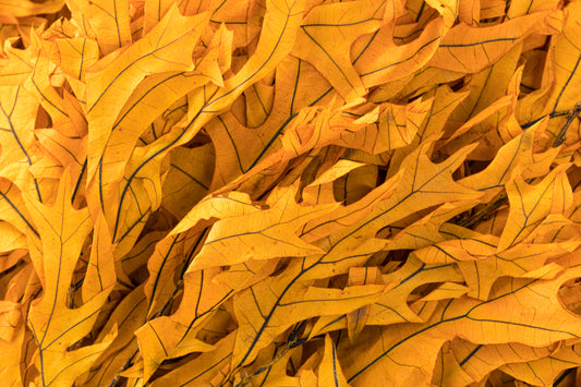 Transparent Oak 1 lb