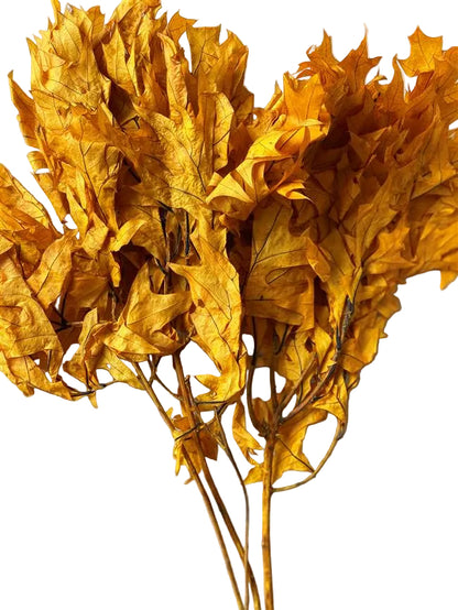 Transparent Oak 1 lb