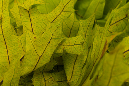 Transparent Oak 1 lb