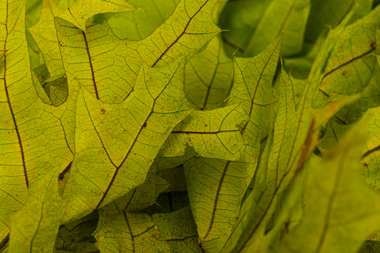 Transparent Oak 1 lb