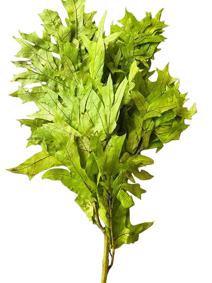 Transparent Oak 1 lb