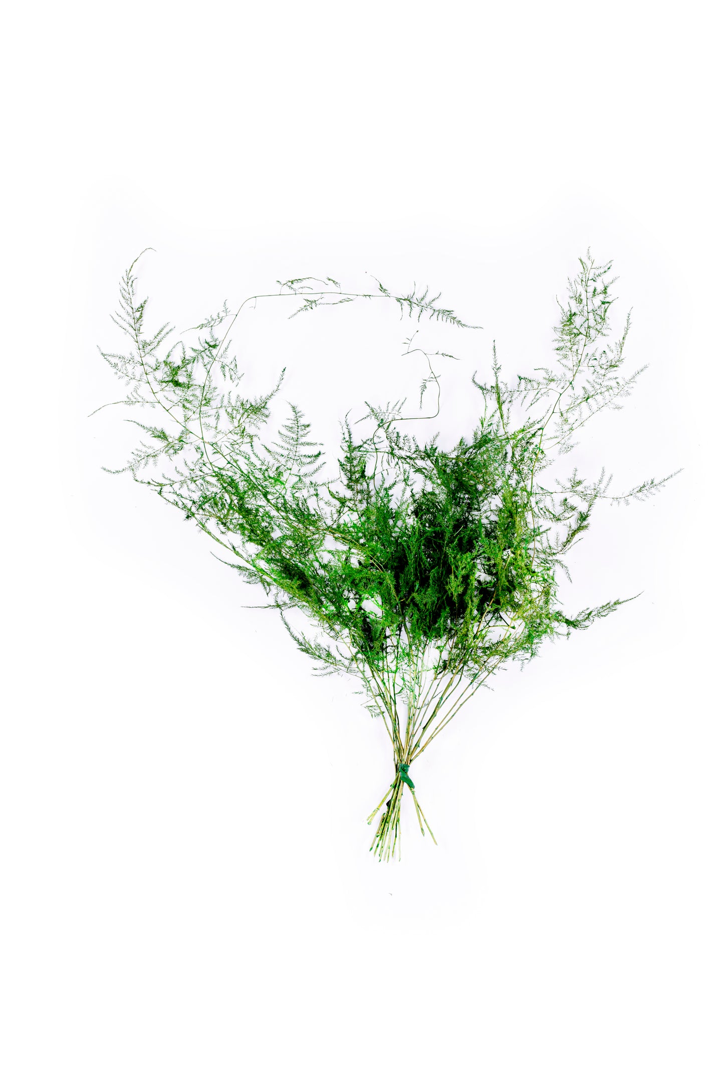 Evergreen Plumosus Fern