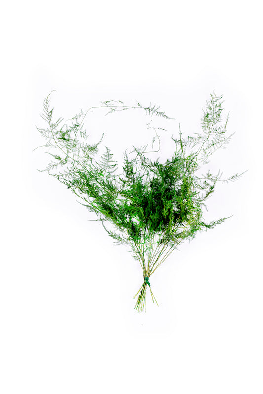 Evergreen Plumosus Fern