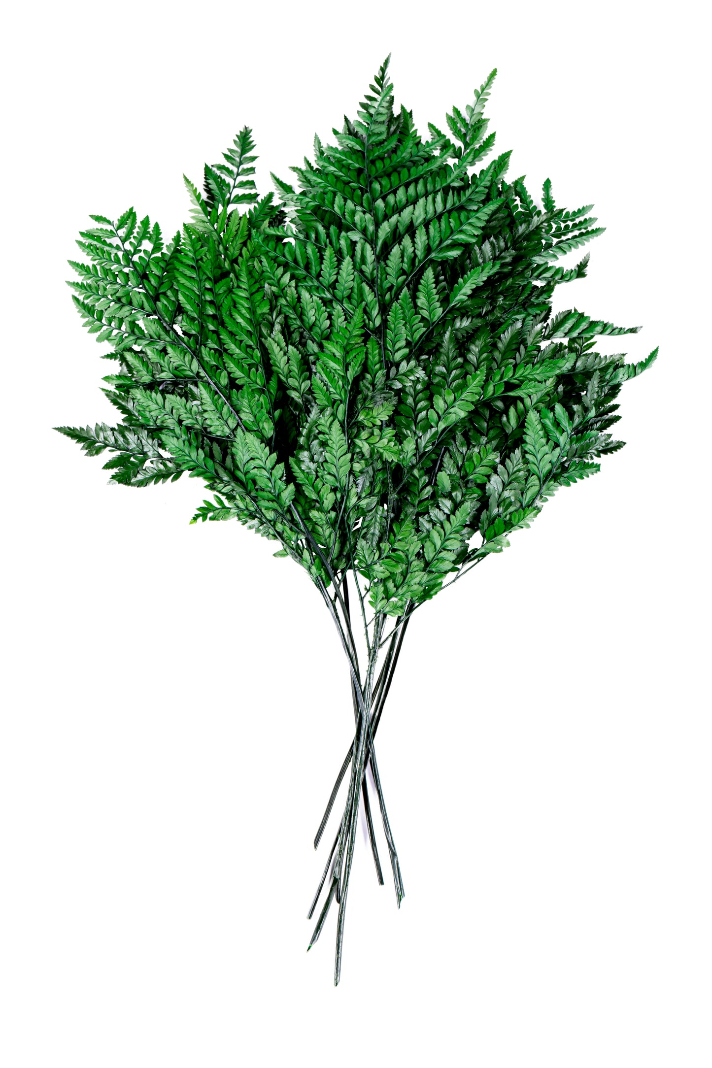 Leatherleaf Fern Preserved