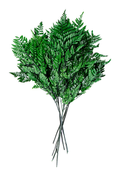 Leatherleaf Fern Preserved