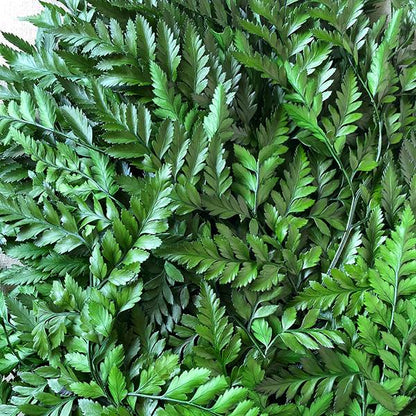 Leatherleaf Fern Preserved