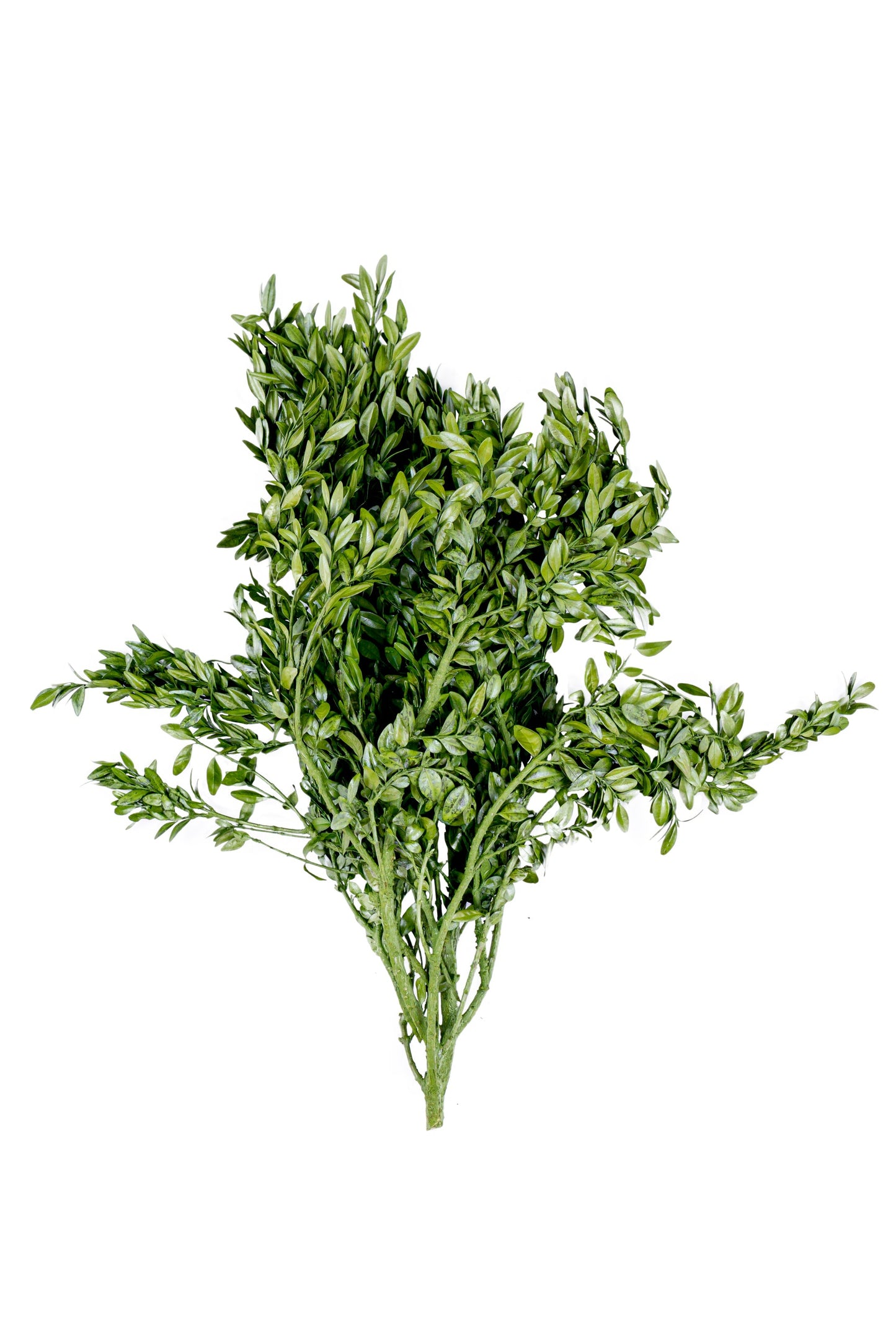 Boxwood Preserved