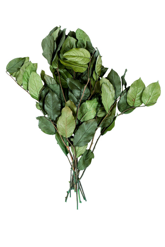 Salal Preserved