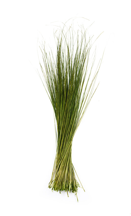 Fountain Grass 48"