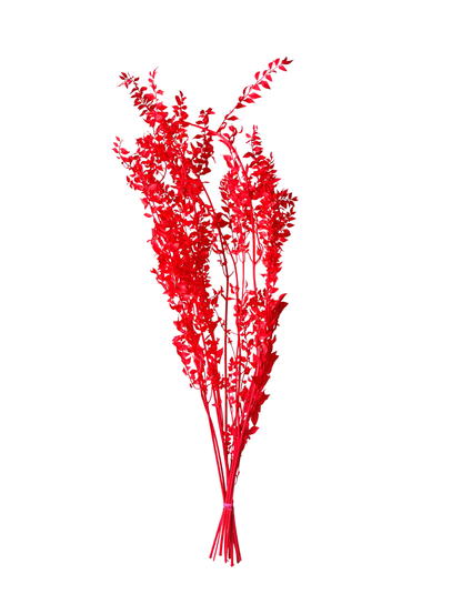 Preserved Ruscus Red