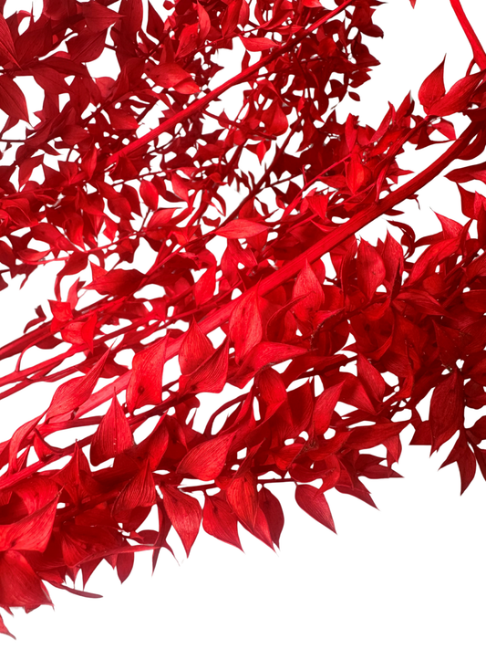 Preserved Ruscus Red