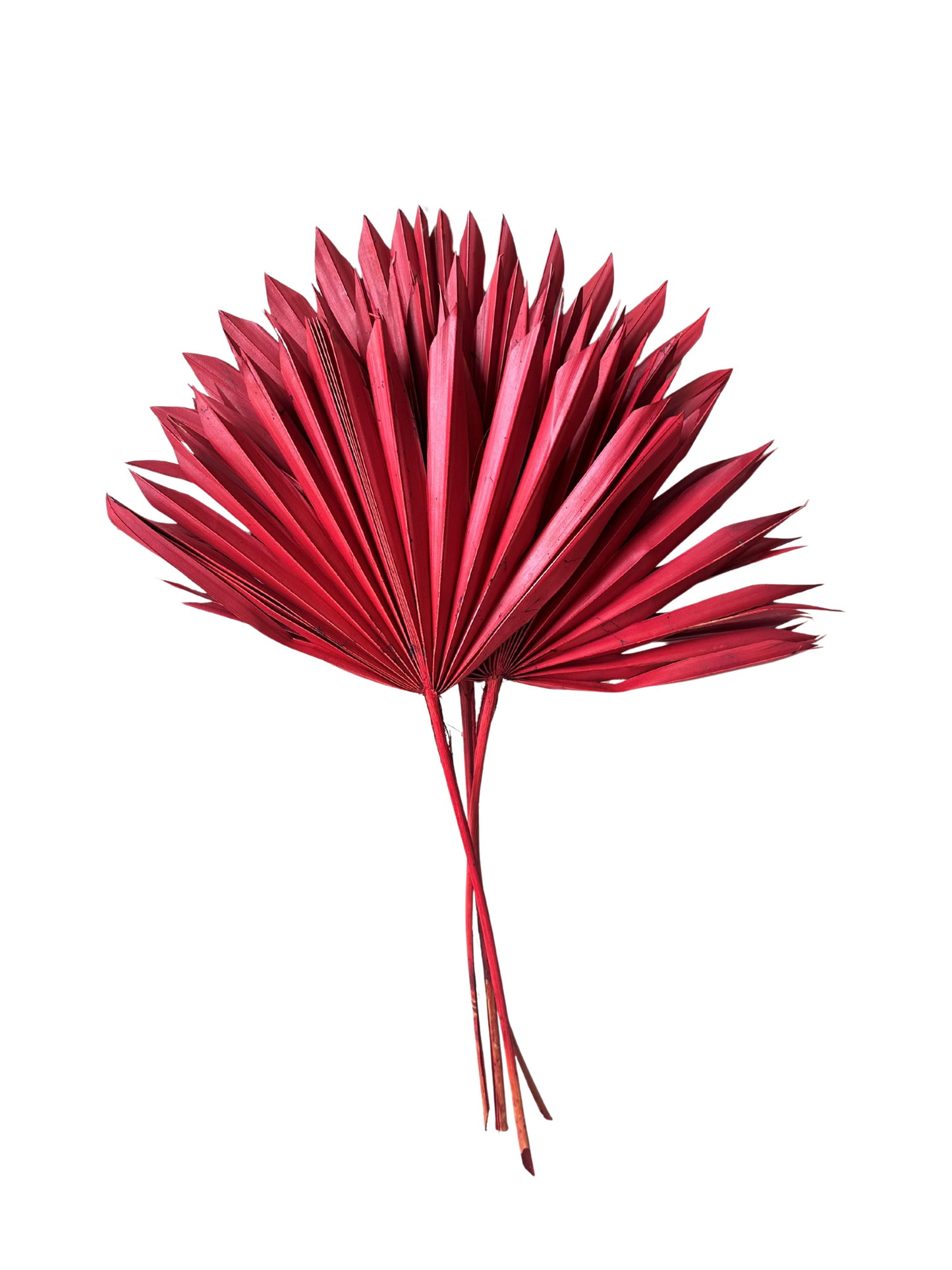 Sun Palm Red