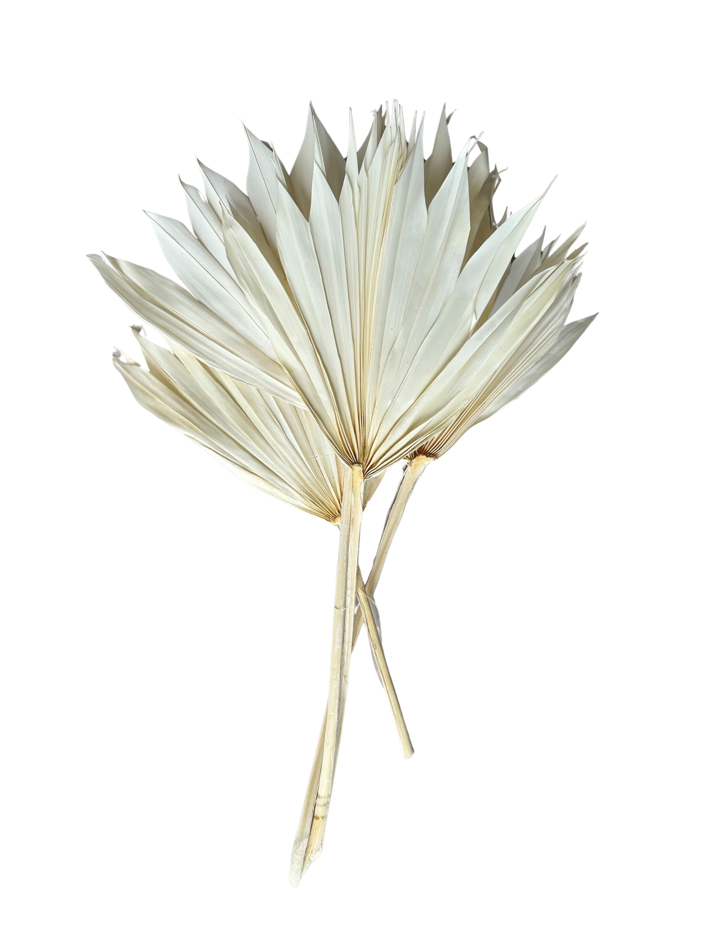 Small Sun Palm 17"