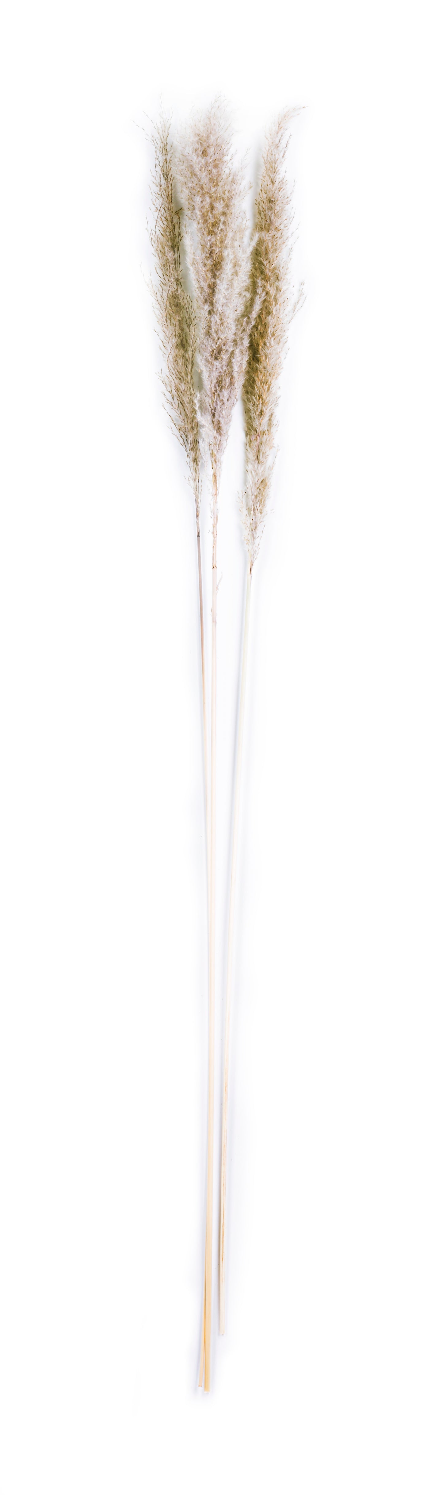 Feather Grass 48"