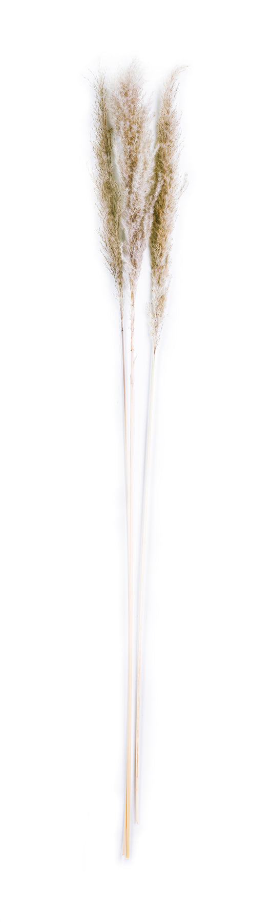 Feather Grass 48"