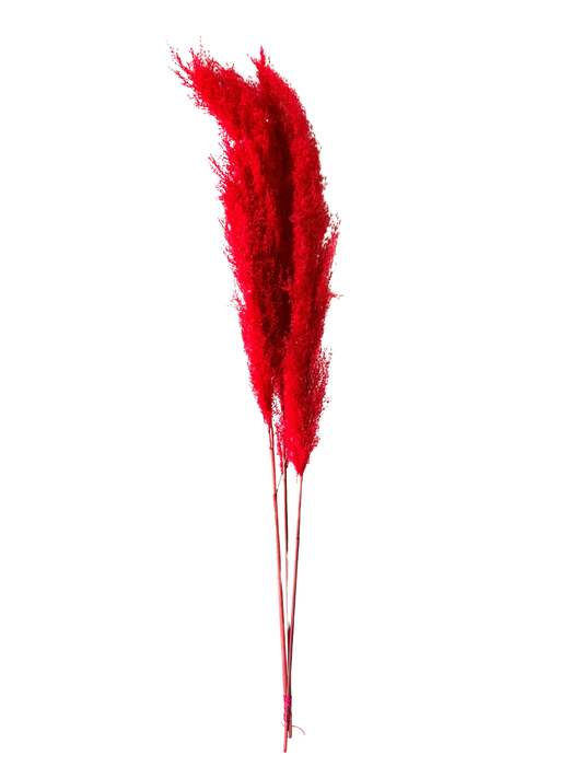 Pampas Grass 40" Red