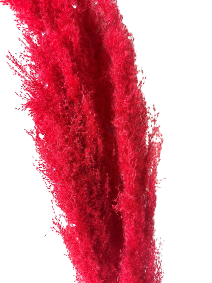 Pampas Grass 40" Red