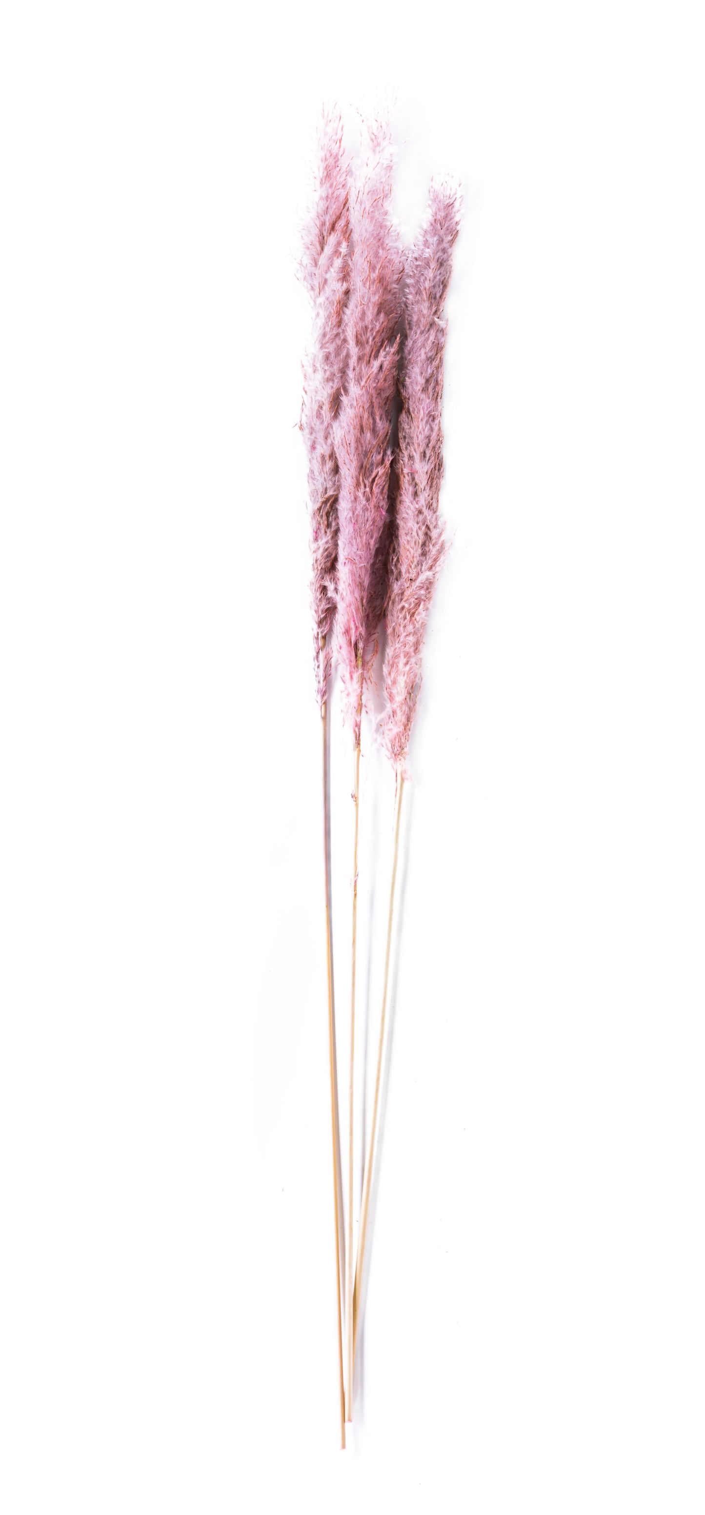Feather Grass 48"