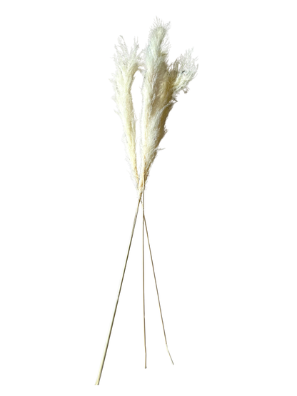 Pampas Grass 40" Bleach White