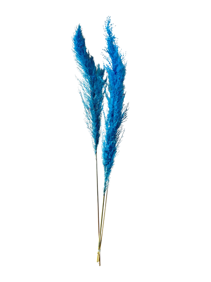 Pampas Grass 40" Blue