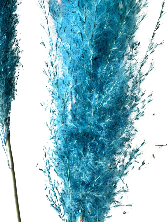 Pampas Grass 40" Blue