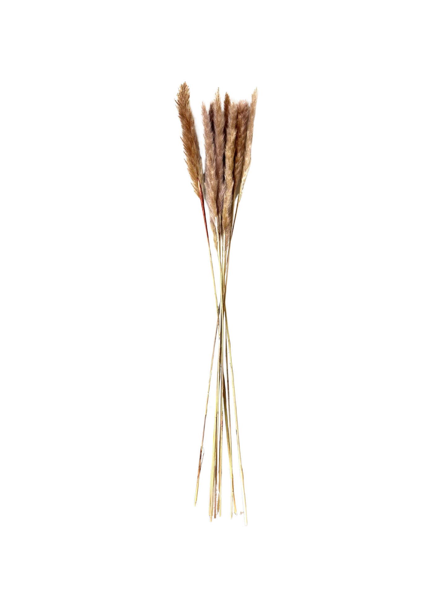 Mini Eryanthus 30"
