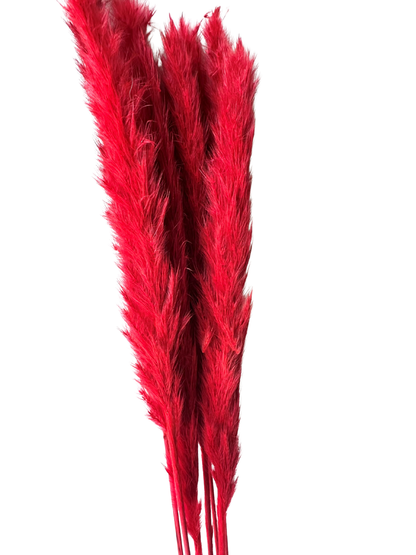 Mini Pampas 30" Red