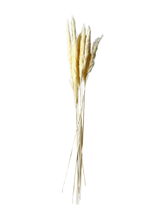 Mini Pampas 30" White