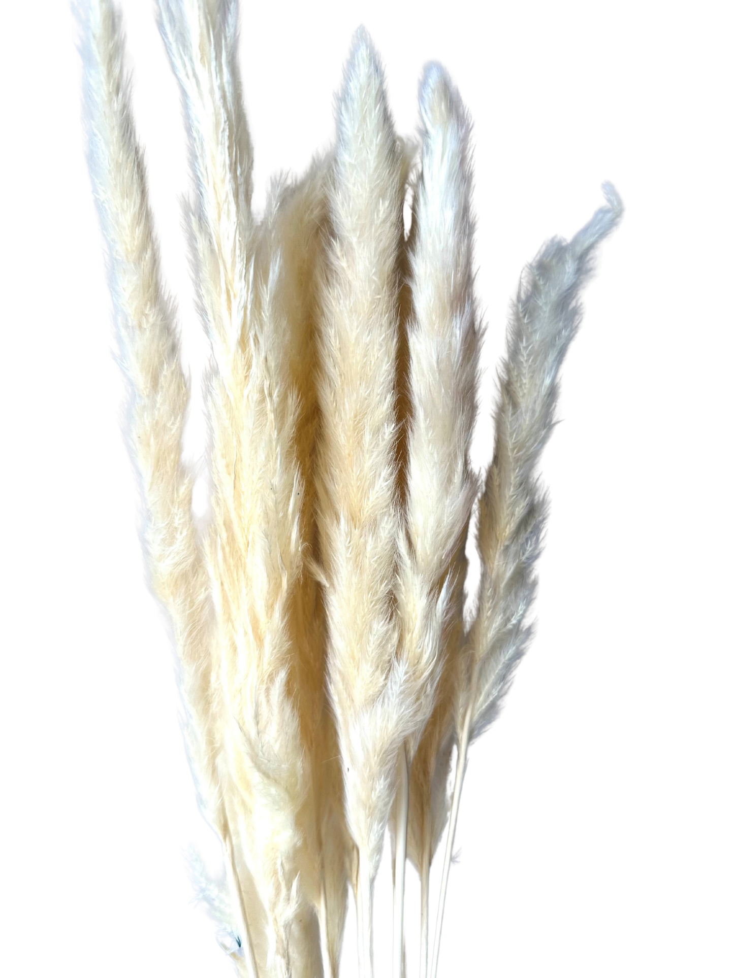 Mini Pampas 30" White