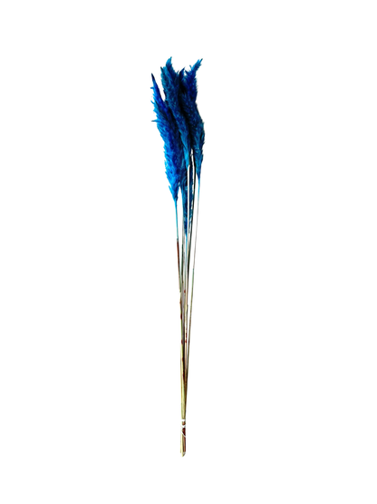 Mini Pampas 30" Blue