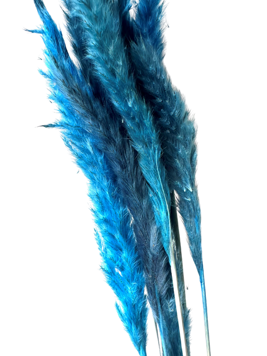 Mini Pampas 30" Blue