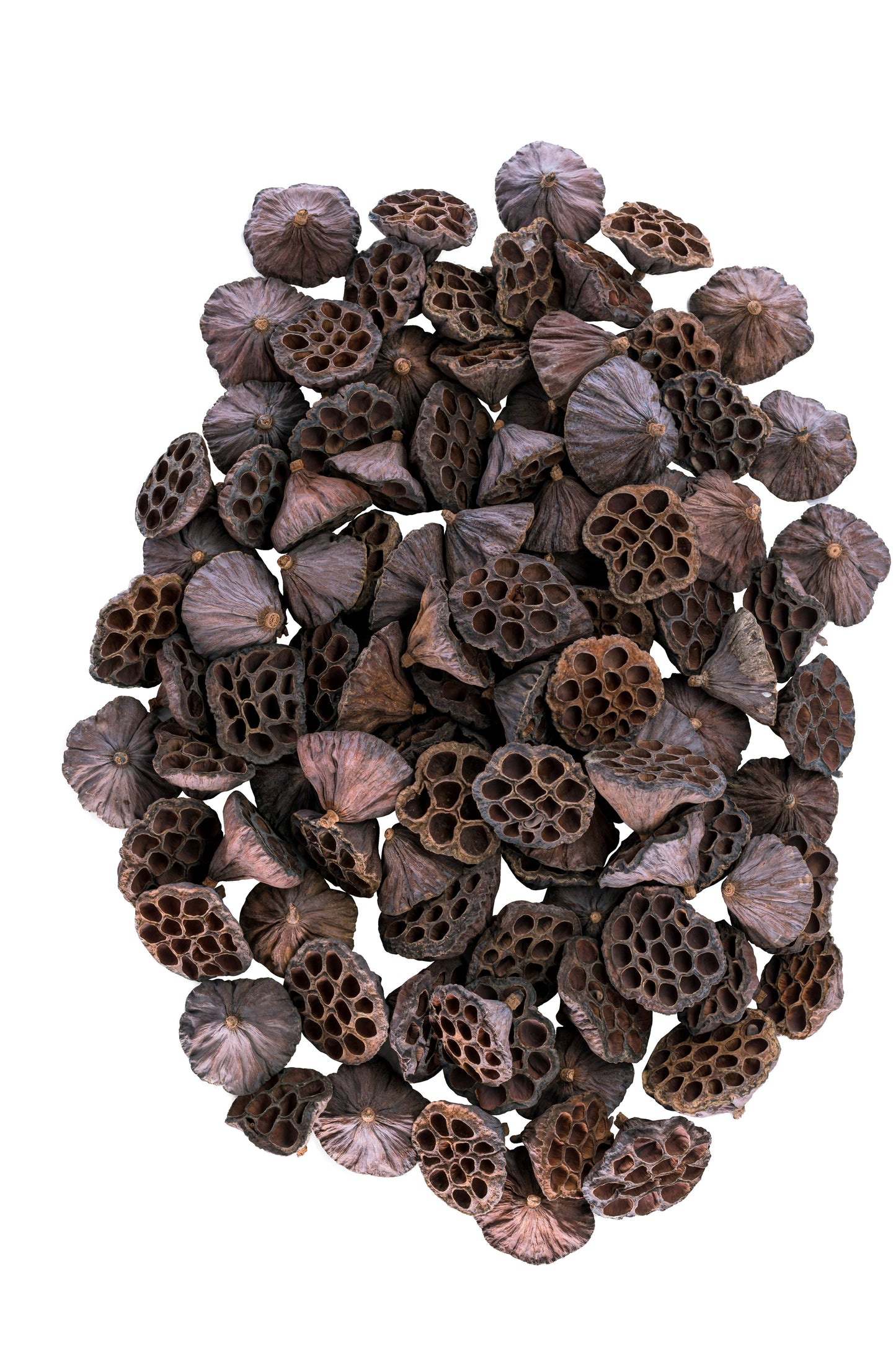 Lotus Pods Bulk Natural (Heads)