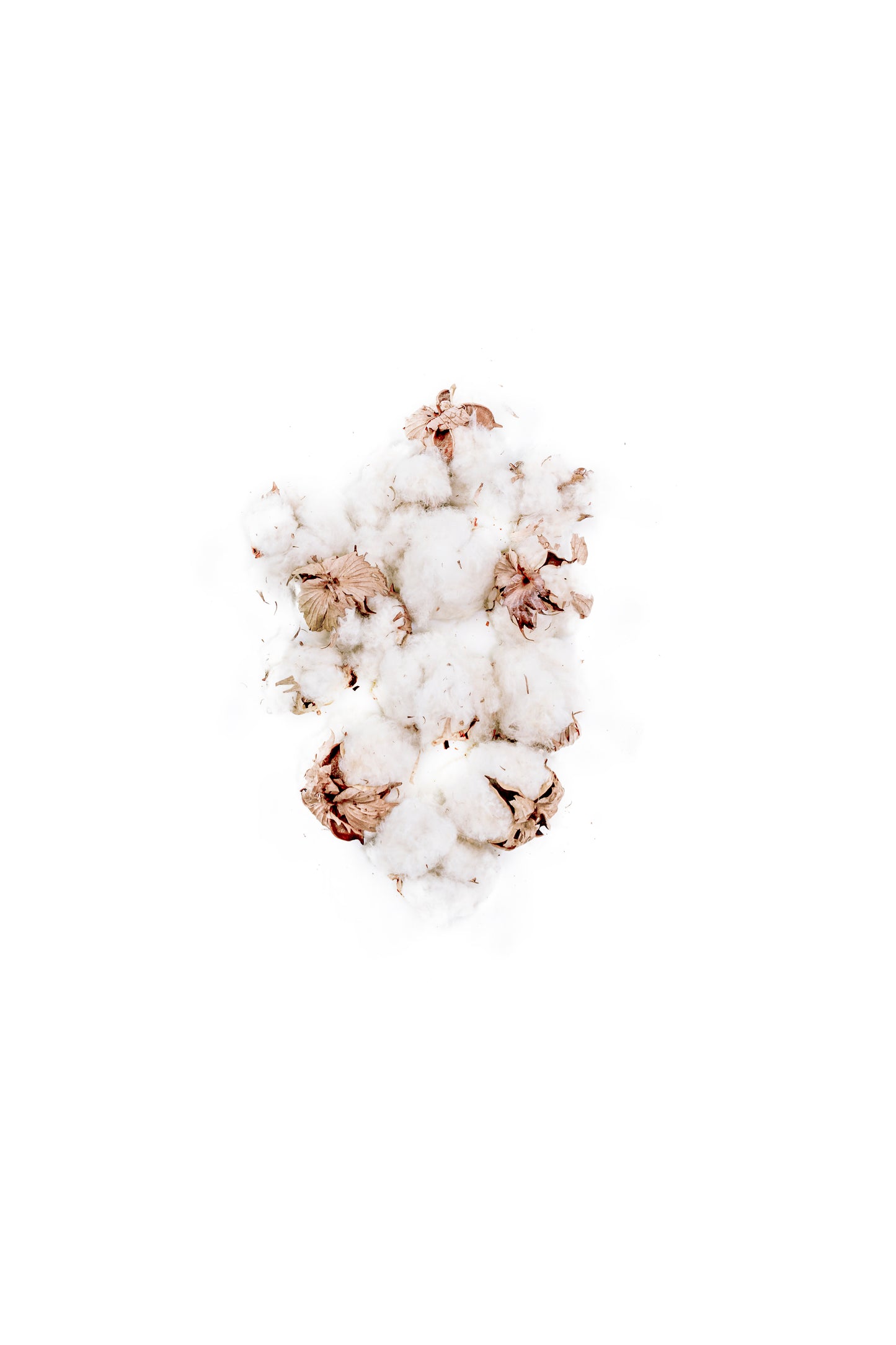 Cotton Bolls