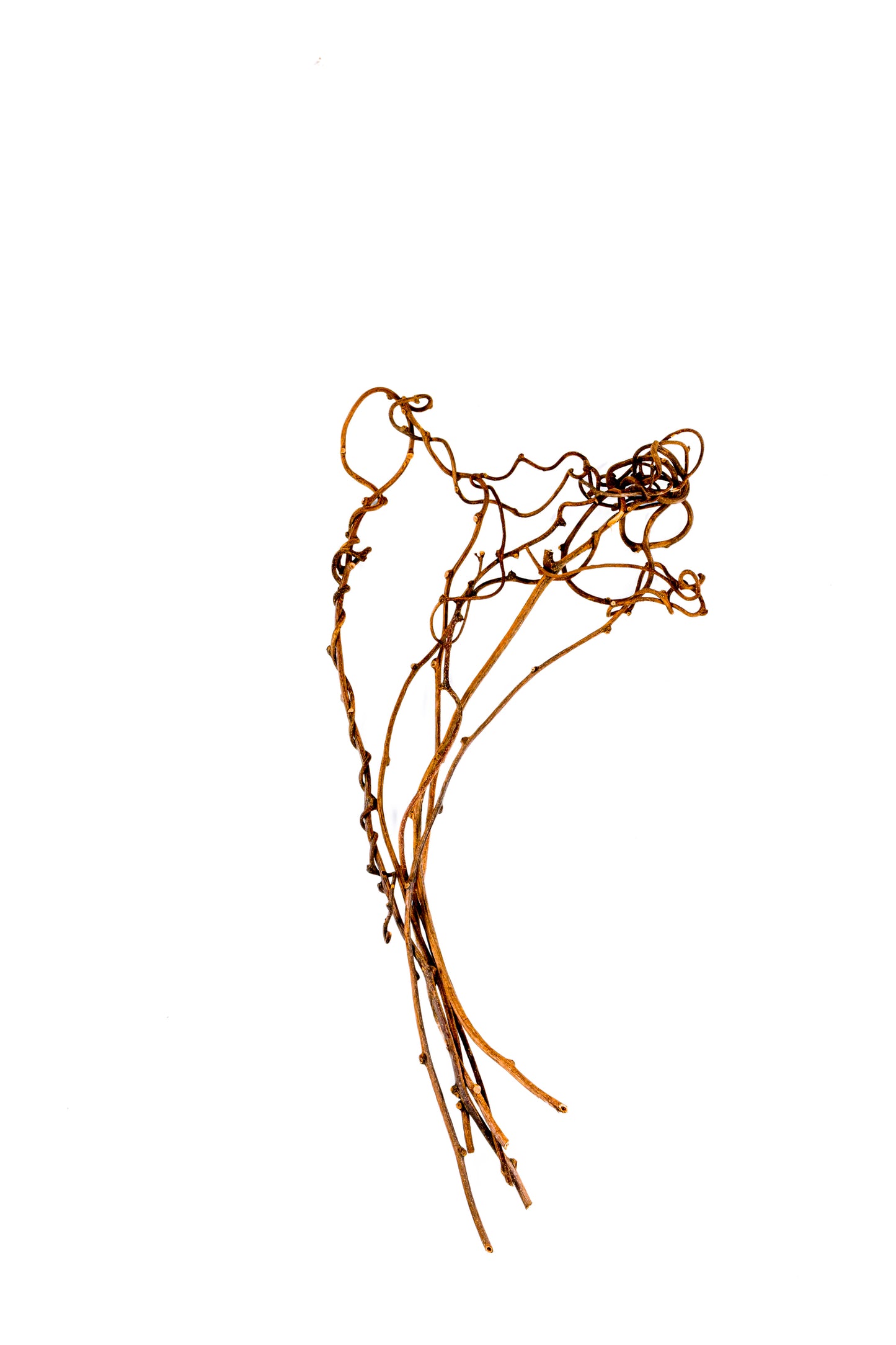 Kiwi Vine Natural