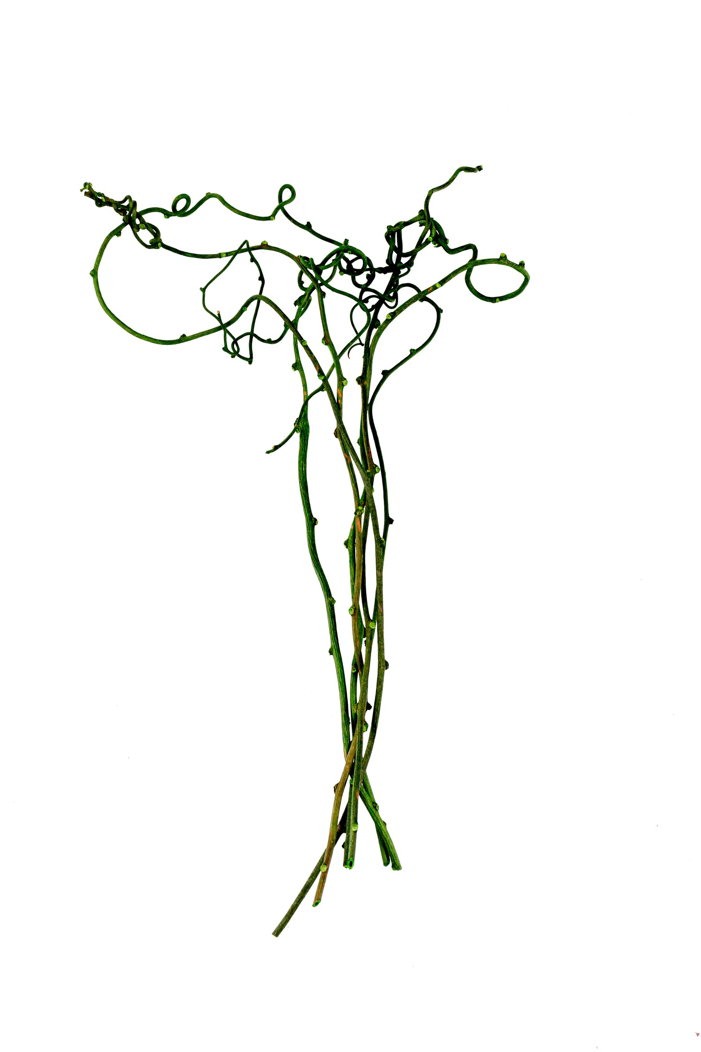 Kiwi Vine Grass Green
