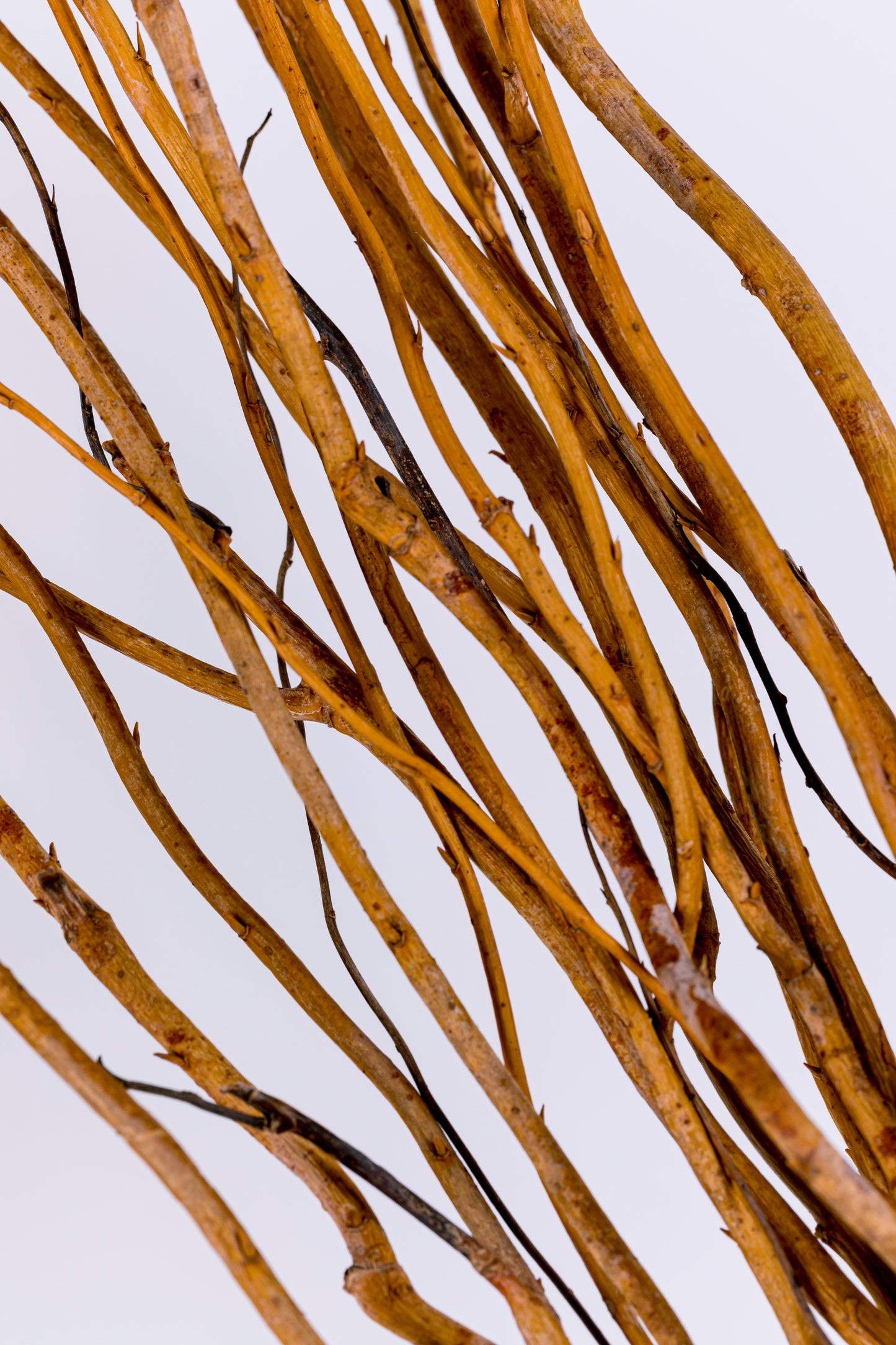 Curly Willow 3-5' Natural