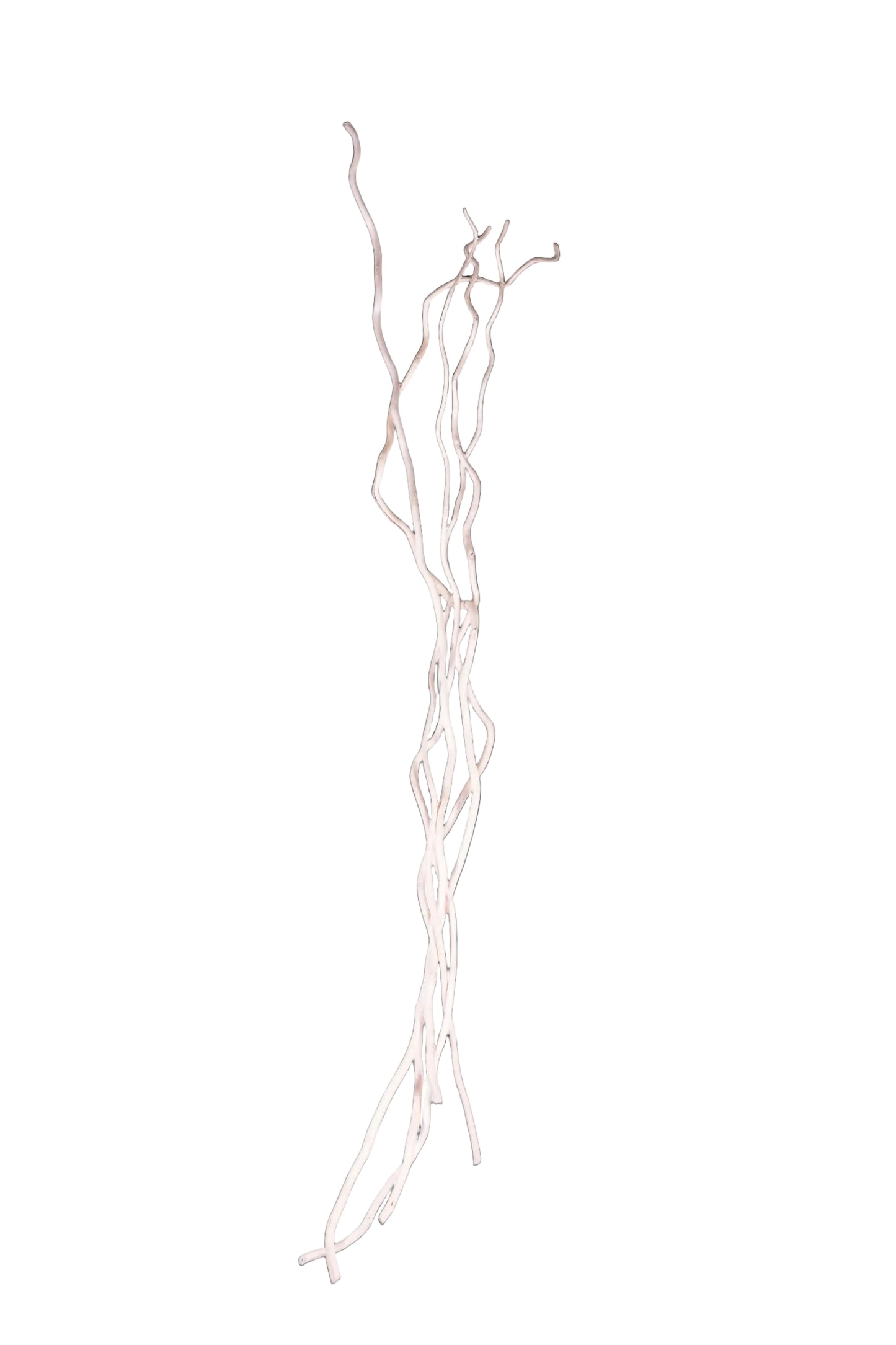 Corkscrew Willow 48"