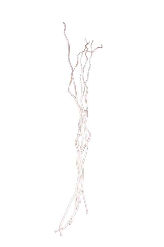 Corkscrew Willow 48"