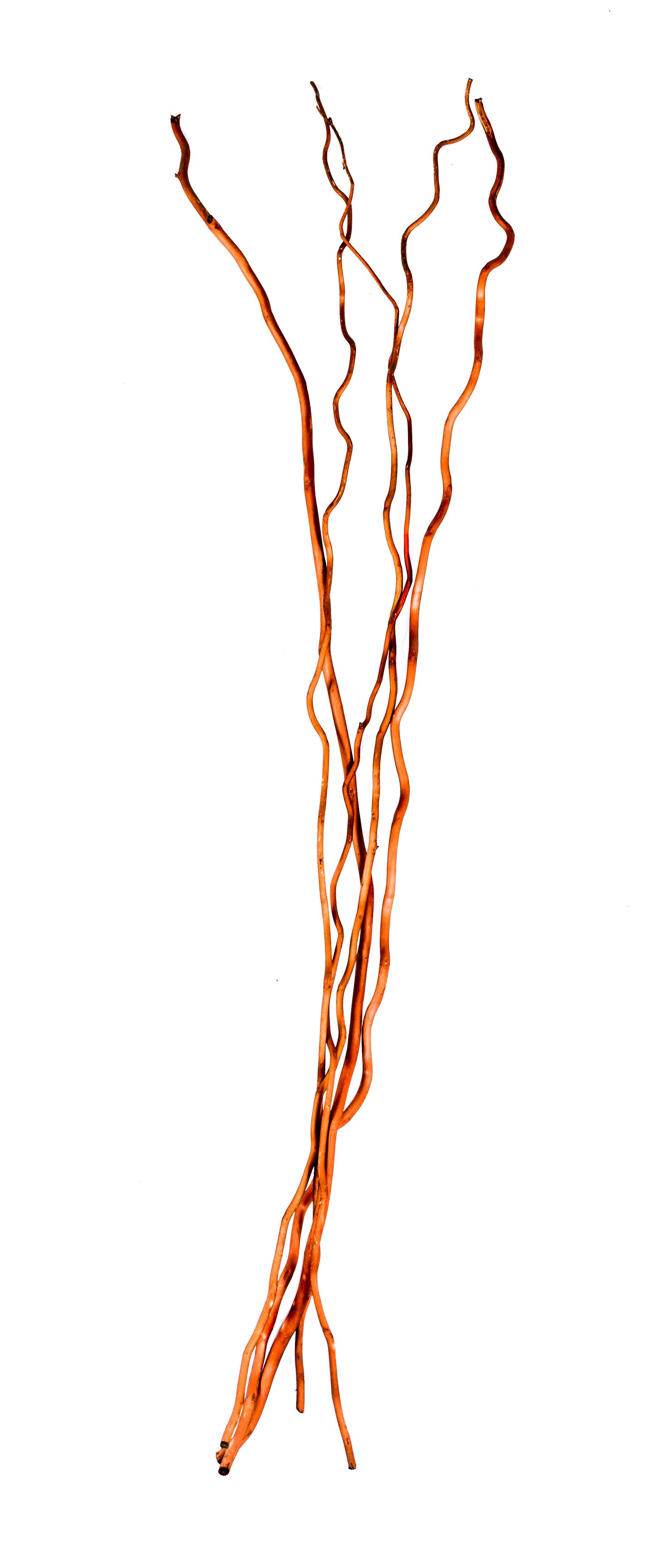 Corkscrew Willow Burnt Oak 48"