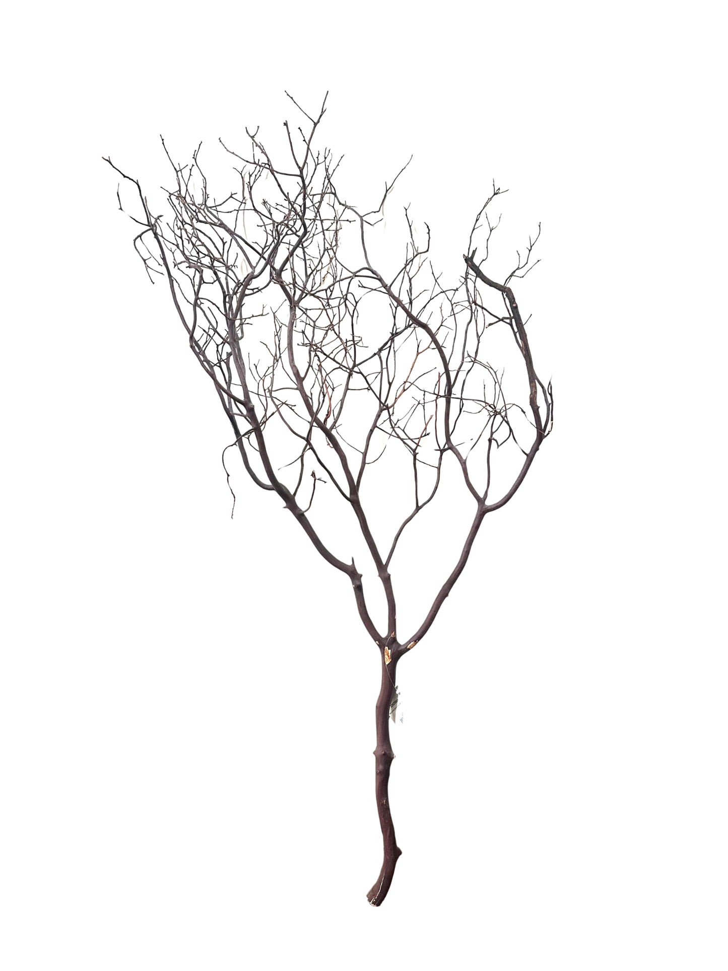 Manzanita 36"