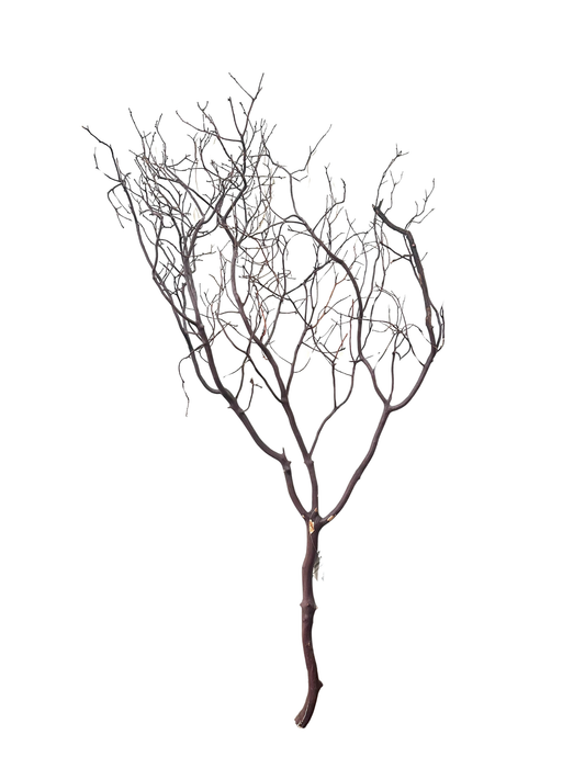 Manzanita 36"