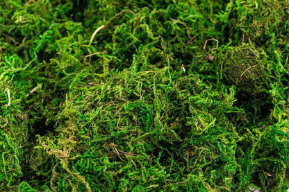Stone Moss