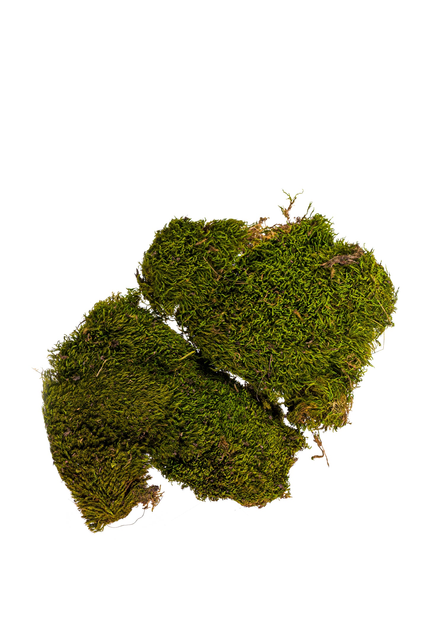 Mood Moss