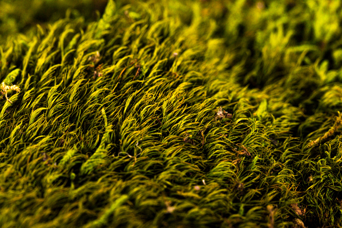 Mood Moss